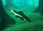 aquario_sp_01