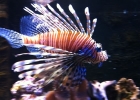 aquario_sp_09