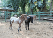 promoventos-fotos-fazenda-angolana-3