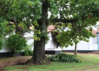 fazenda-ibicaba-17