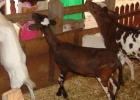promoventos-fazenda-morro-pelado-imagem-8