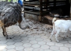 promoventos-fazenda-morro-pelado-imagem-9