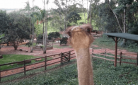 promoventos-fazendas-cheiro-do-mato-imagem-1