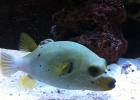 aquario_sp_16