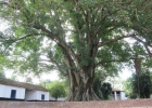 fazenda-ibicaba-40