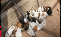 promoventos-fazendas-cheiro-do-mato-imagem-16